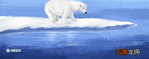 北极熊为什么不吃企鹅 北极熊为什么不吃企鹅呢