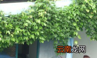 家里种爬山虎好不好 爬山虎怎么种才长得好
