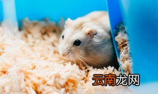 孕妇梦见老鼠 孕妇梦见老鼠的寓意介绍