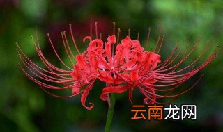 彼岸花生长在哪里 彼岸花生长在哪里视频