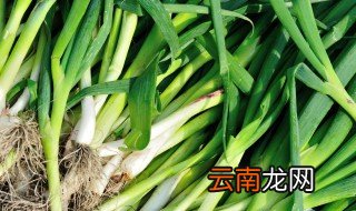 蒜苗怎么种才快 怎么种大蒜苗才出得快