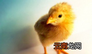 梦见小鸡 梦见小鸡有哪些寓意