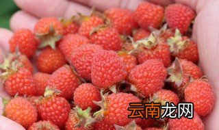 树莓是长在树上的吗? 树莓长在哪里