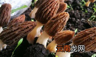羊肚菌生长在哪里 野生羊肚菌生长在哪里