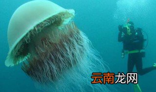 水母的眼睛长在哪里 水母的眼睛长在哪里图片