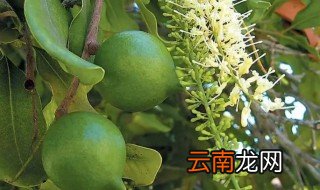 夏威夷果长在哪个地方 夏威夷果长在哪里