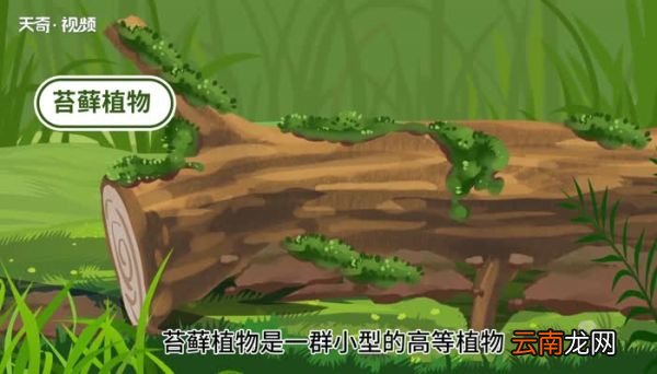 苔痕的意思 苔痕的意思是什么
