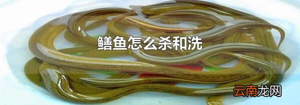 鳝鱼怎么杀和洗