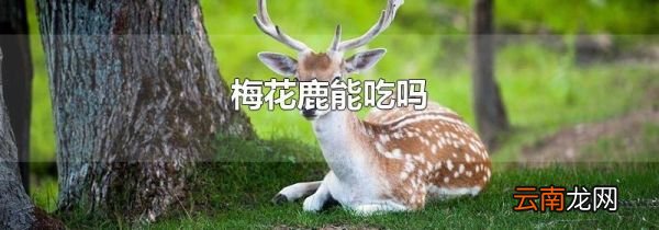 梅花鹿能吃吗