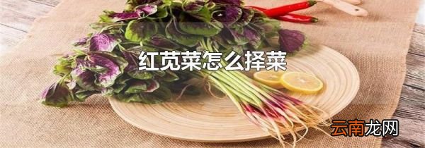 红苋菜怎么择菜