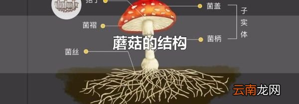 蘑菇的结构