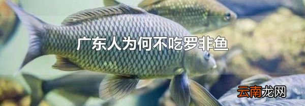 广东人为何不吃罗非鱼