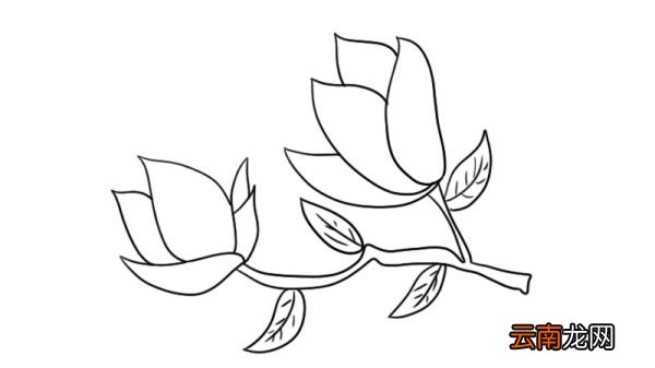 玉兰花简笔画图片 玉兰花简笔画图片画法