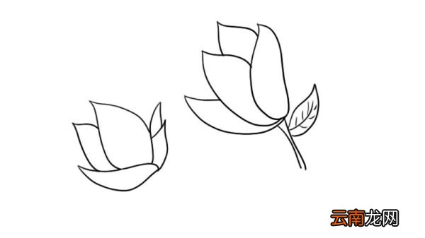 玉兰花简笔画图片 玉兰花简笔画图片画法