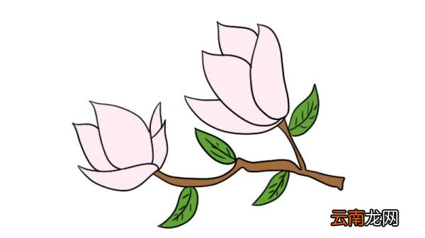 玉兰花简笔画图片 玉兰花简笔画图片画法