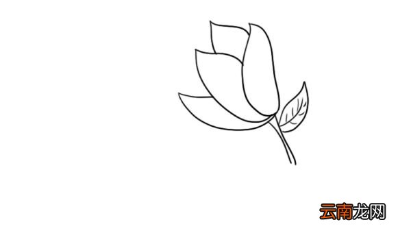 玉兰花简笔画图片 玉兰花简笔画图片画法