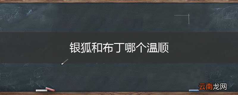 银狐和布丁哪个温顺