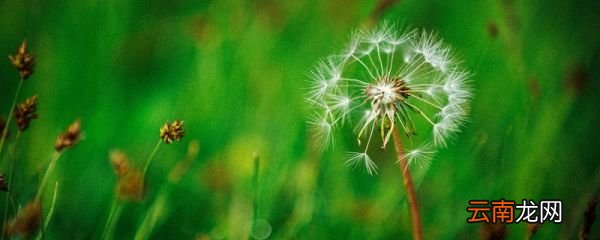 蒲公英的花语 蒲公英的花语有哪些