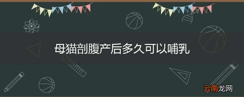 母猫剖腹产后多久可以哺乳