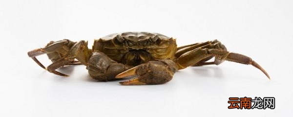 螃蟹死了能吃吗 螃蟹死了多久不能吃了