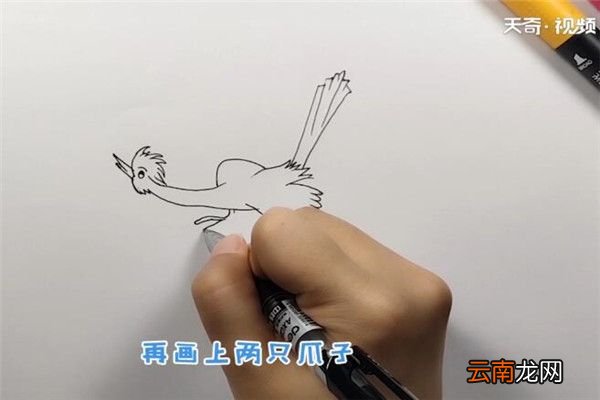 杜鹃鸟简笔画