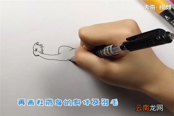 杜鹃鸟简笔画