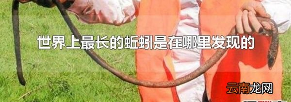 世界上最长的蚯蚓是在哪里发现的