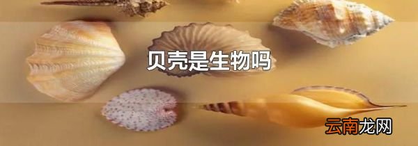 贝壳是生物吗