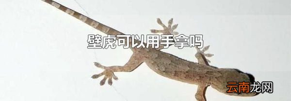 壁虎可以用手拿吗