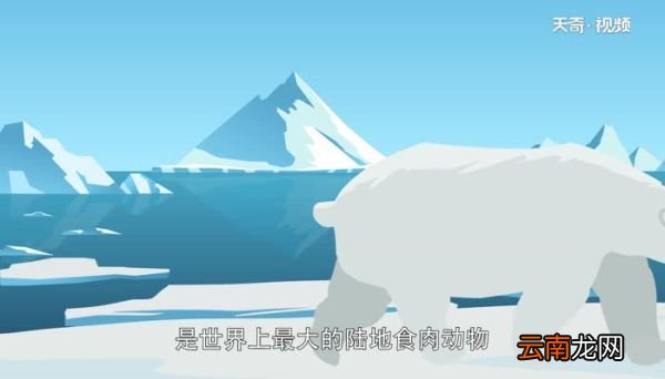 北极熊生活在哪里 北极熊以什么为食