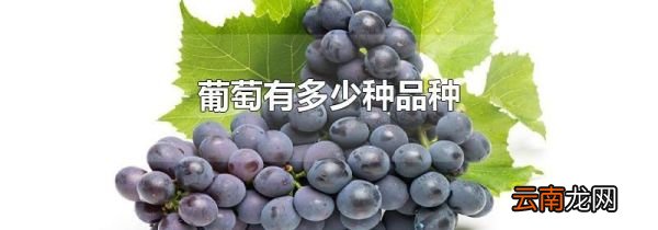 葡萄有多少种品种