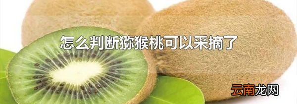 怎么判断猕猴桃可以采摘了