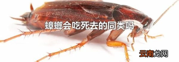 蟑螂会吃死去的同类吗