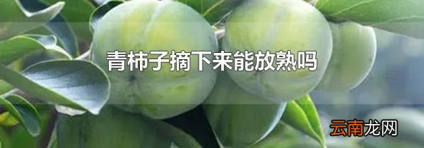 青柿子摘下来能放熟吗