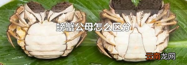 螃蟹公母怎么区分