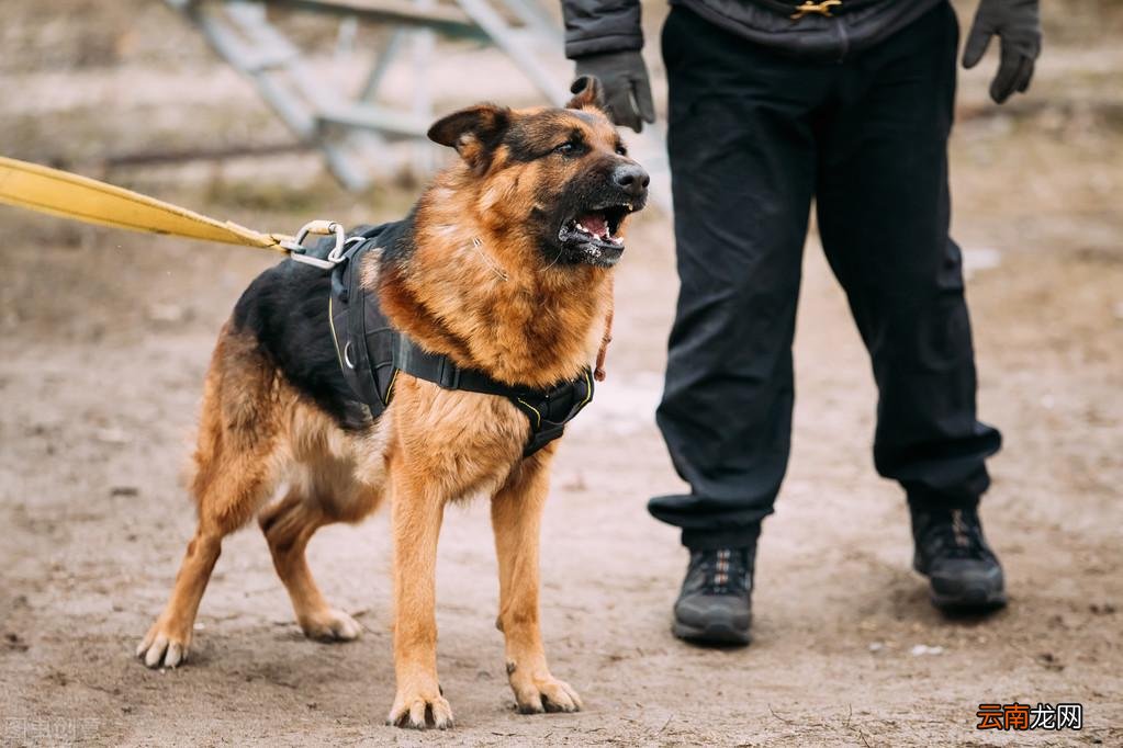 家里养德国牧羊犬要知道的6大缺点 德牧的致命缺点