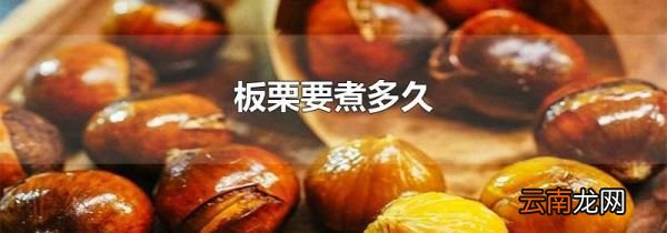 板栗要煮多久