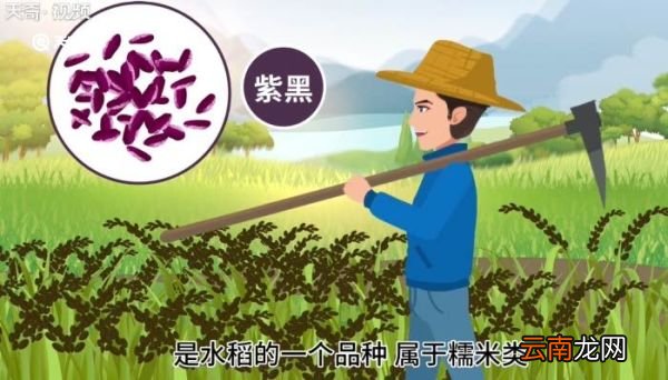 血糯米和紫米区别 血糯米和紫米区别是