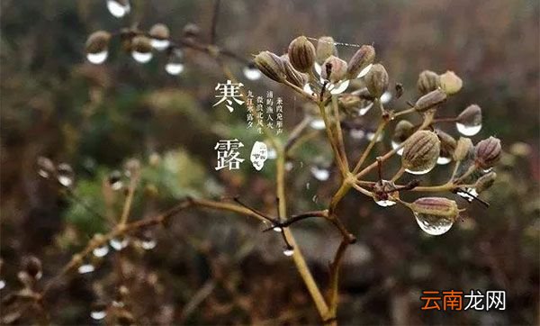 寒露的意思 寒露的含义