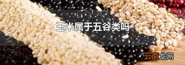 玉米属于五谷类吗