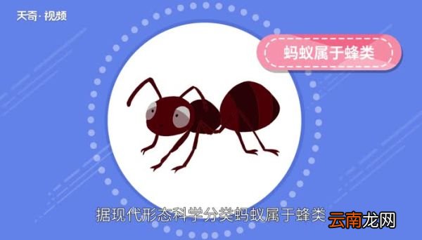 蚂蚁习性 蚂蚁的生活习性