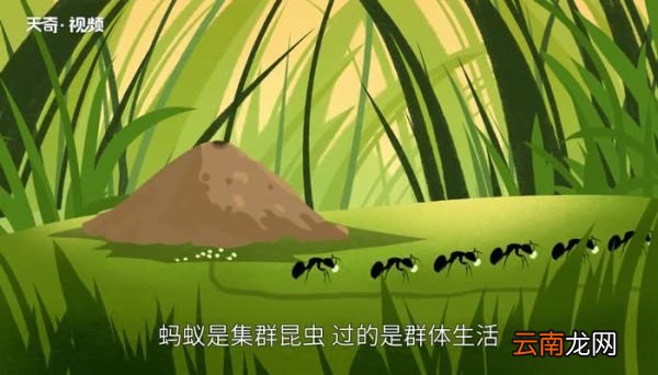 蚂蚁习性 蚂蚁的生活习性