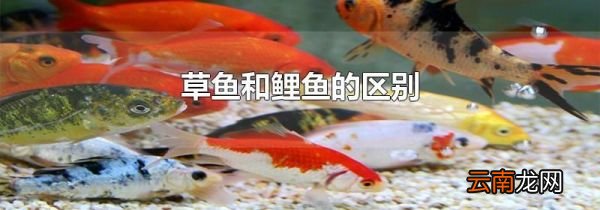 草鱼和鲤鱼的区别