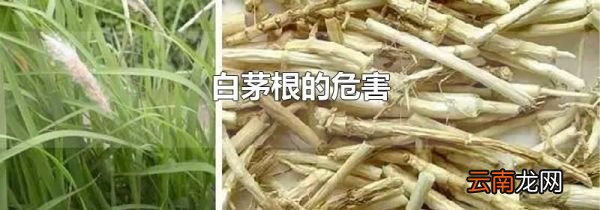 白茅根的危害