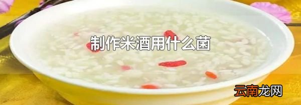制作米酒用什么菌
