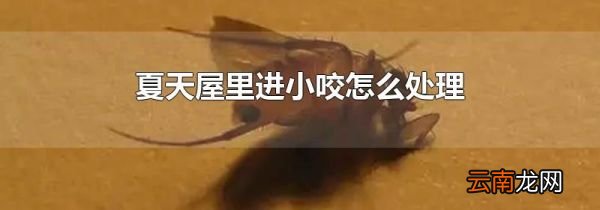 夏天屋里进小咬怎么处理