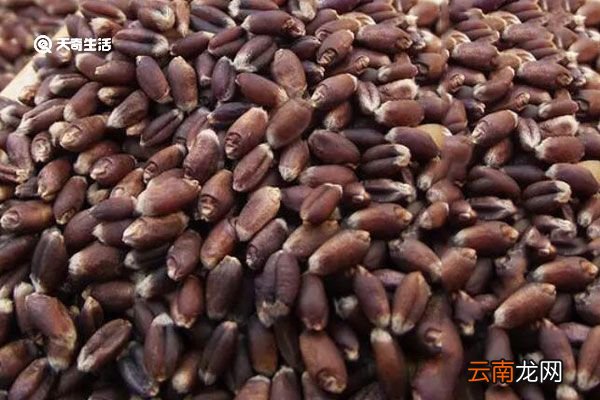 黑麦的功效与作用 黑麦有什么功效