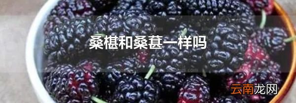 桑椹和桑葚一样吗
