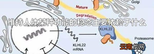 维持人体某种功能的稳态主要依赖于什么