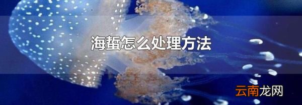 海蜇怎么处理方法